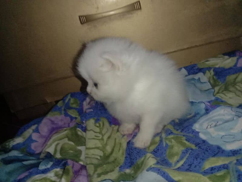 2 male kittens available for sale 1 for 15000 and 2 for 30000 3