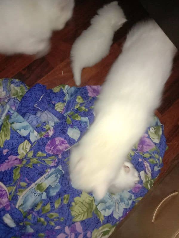 2 male kittens available for sale 1 for 15000 and 2 for 30000 4