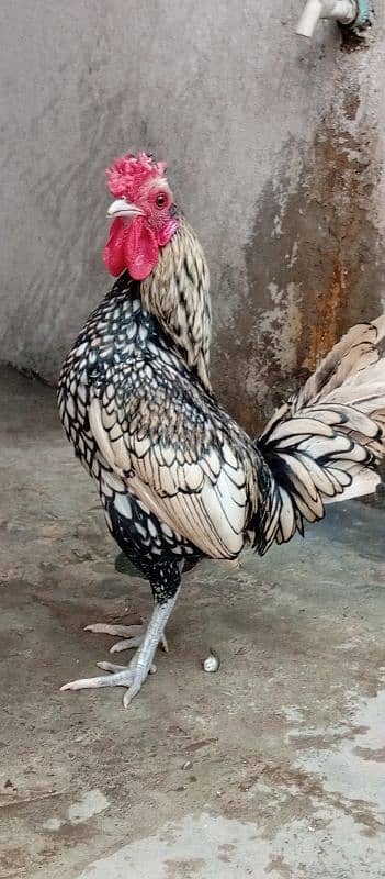 silver sebright male ha full breeder ha price b munasib lugai ha 1