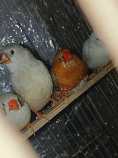 Half orange male, creamino to albino love birds