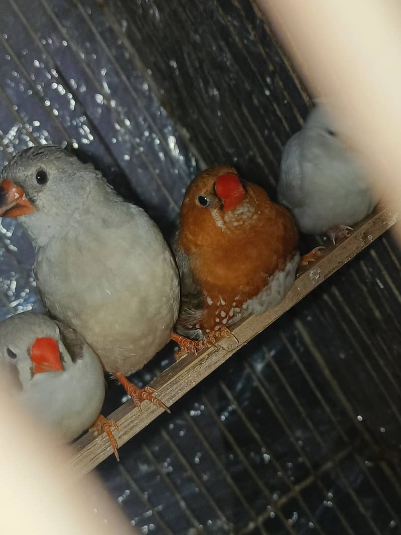 Gouldian finch chicks  half orange banglise pair 7