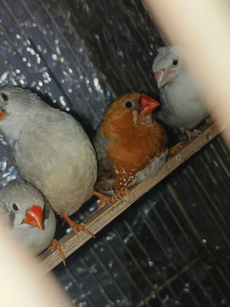 Gouldian finch chicks  half orange banglise pair 8