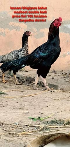 aseel hen for sale