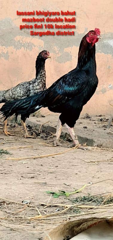 aseel hen for sale 0