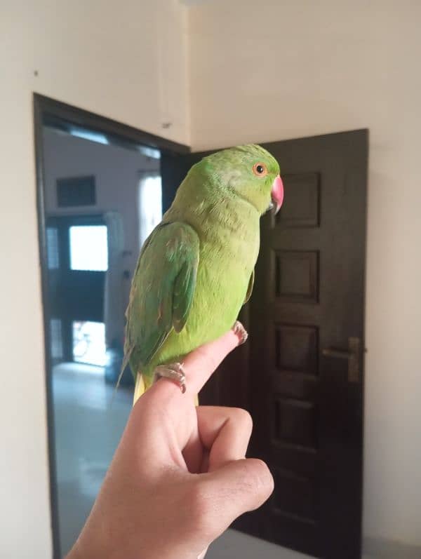 Green Ringneck Male Hand Tamed Parrot 0