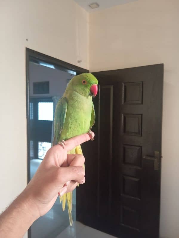 Green Ringneck Male Hand Tamed Parrot 1