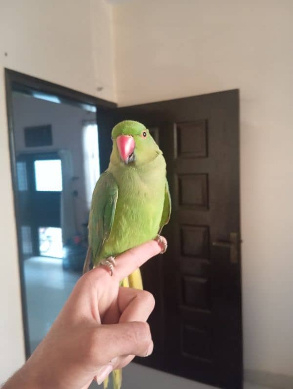 Green Ringneck Male Hand Tamed Parrot 2