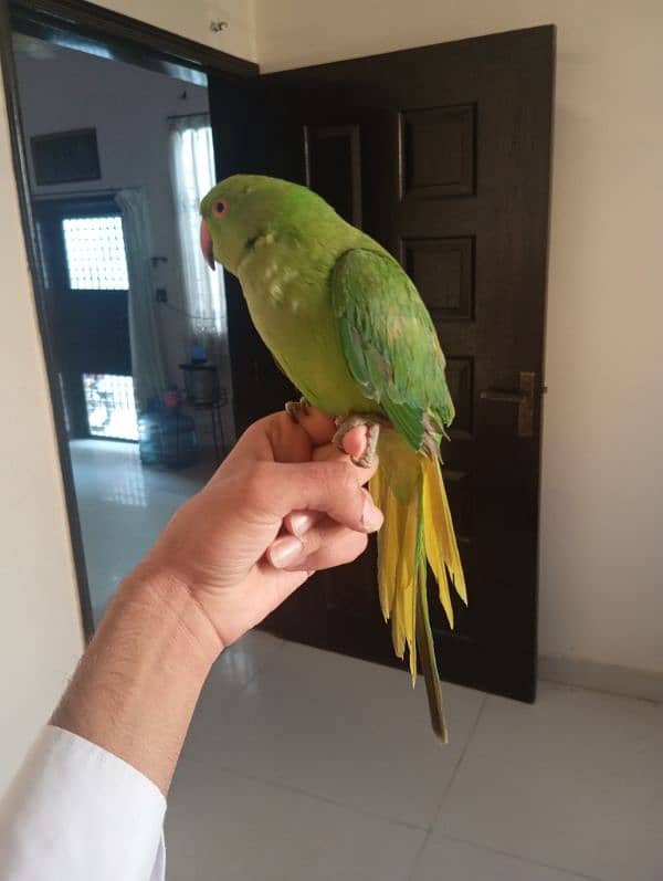 Green Ringneck Male Hand Tamed Parrot 3