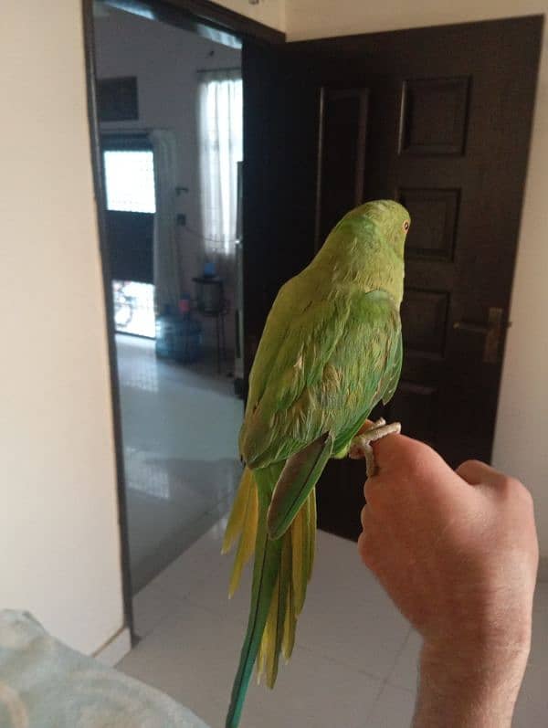 Green Ringneck Male Hand Tamed Parrot 4