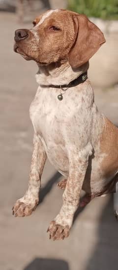 Turkish Pointer Male Pup available