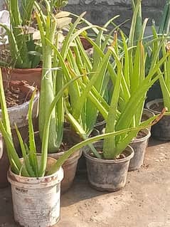 Aloe Vera plants