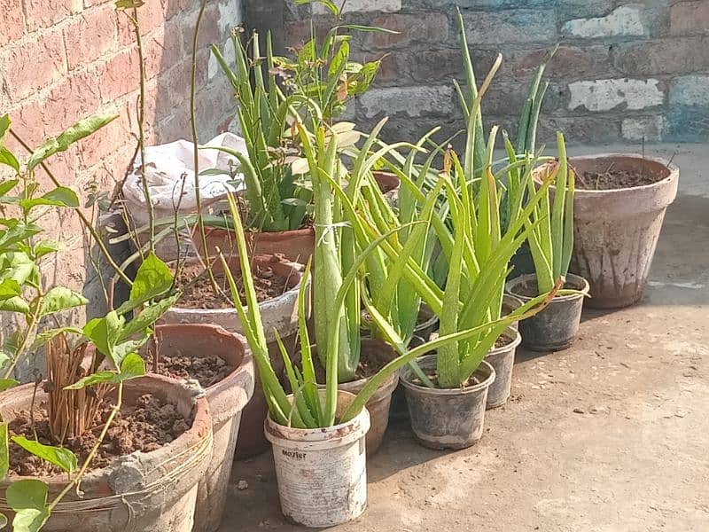 Aloe Vera plants 1