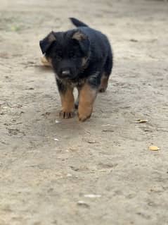 female puppy (1.5month).  0316-3334455