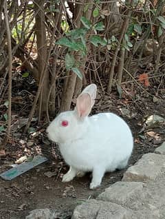 rabbit for sale red eyes