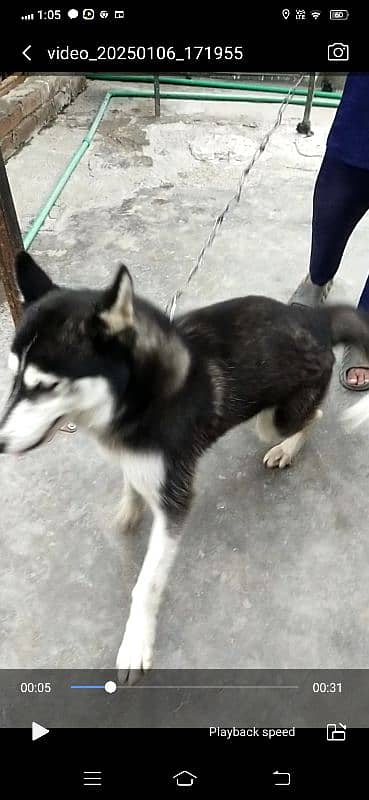 Siberian Husky Blue Eyes Dog Short code 1