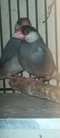 Gray java pair for sale