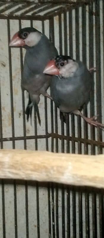 Gray java pair for sale 2