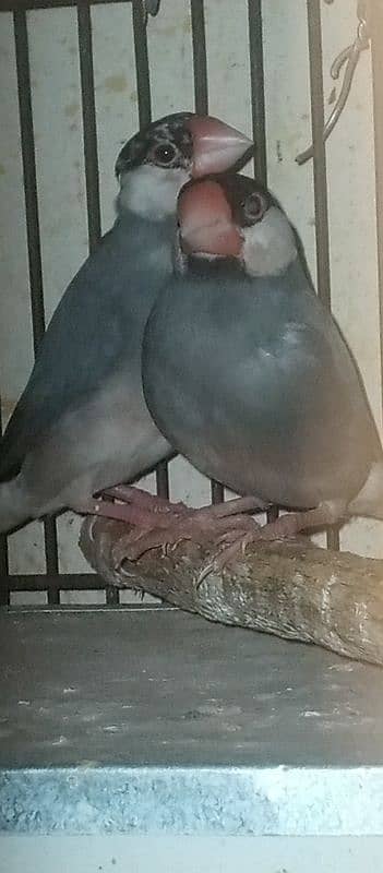 Gray java pair for sale 3