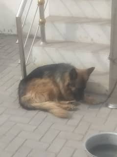 German Shepherd