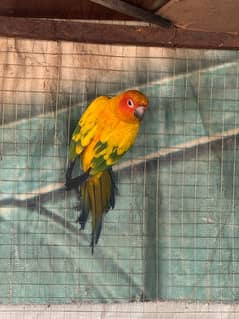 sun Conure