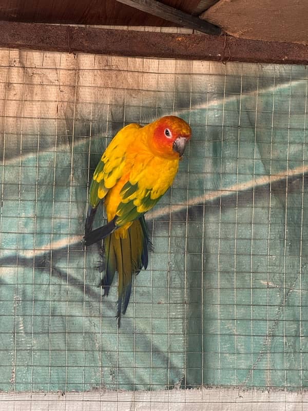 sun Conure 0