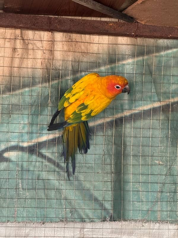 sun Conure 1