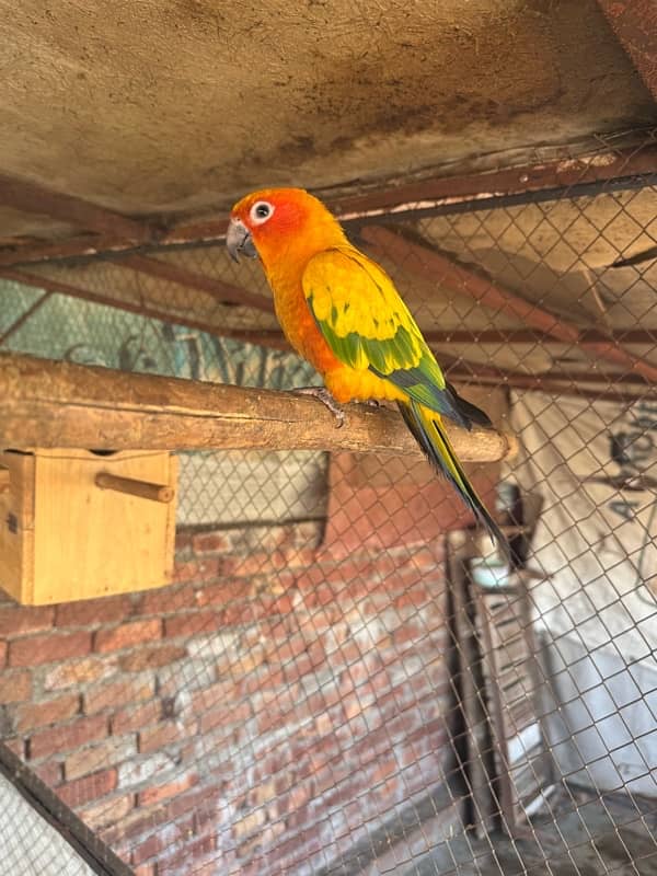 sun Conure 2