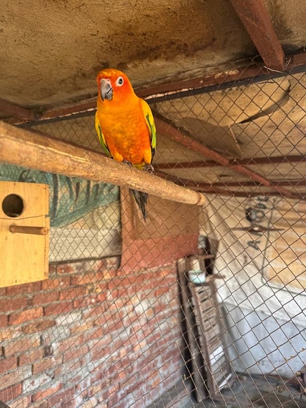 sun Conure 3