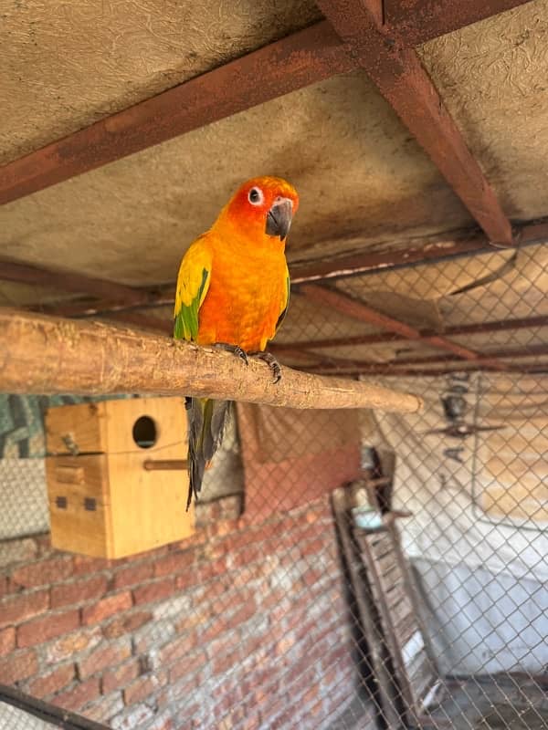 sun Conure 4