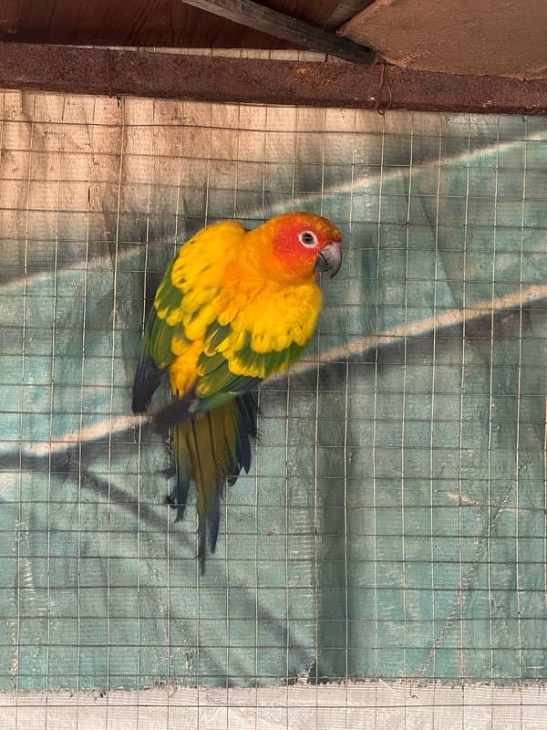 sun Conure 5