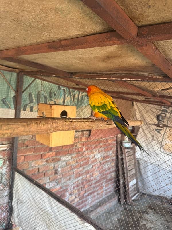 sun Conure 6