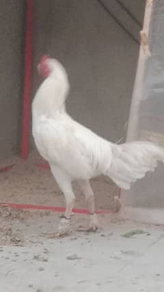 hera aseel murga murge pair Female egg de re he03047417469