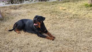 Rottweiler Female Dog / Rottweiler Female  Available For Sale