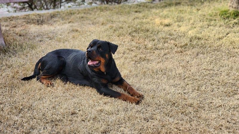 Rottweiler Female Dog / Rottweiler Female  Available For Sale 0