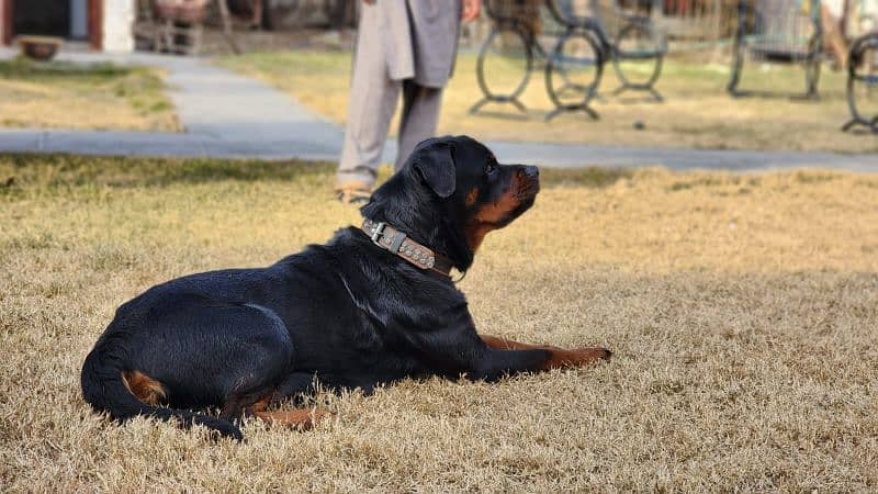 Rottweiler Female Dog / Rottweiler Female  Available For Sale 1