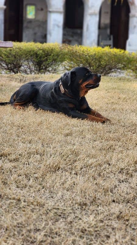 Rottweiler Female Dog / Rottweiler Female  Available For Sale 2