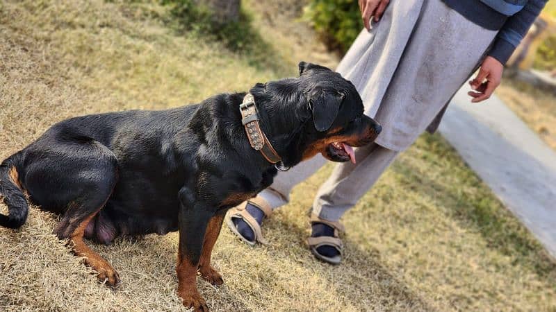 Rottweiler Female Dog / Rottweiler Female  Available For Sale 3