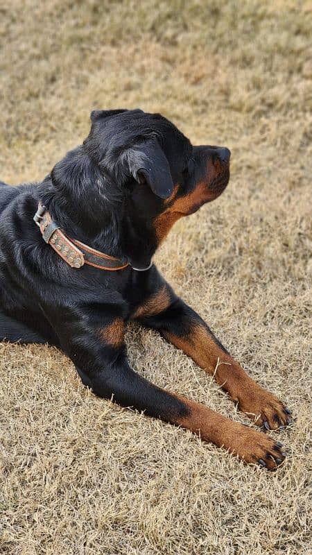 Rottweiler Female Dog / Rottweiler Female  Available For Sale 4