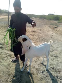 Kheera bacha munda double haddi ka bacha best for breeding purpose