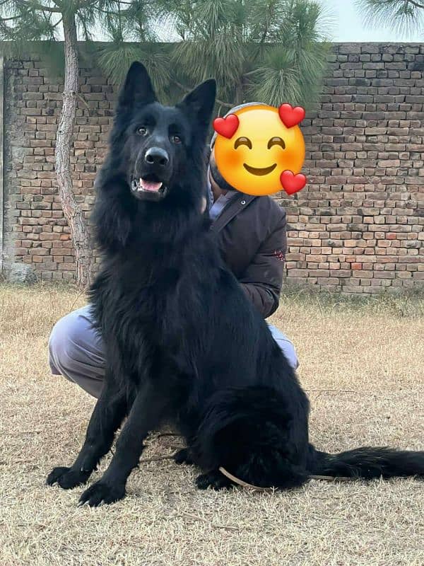 black German Shepherd top quality male 1