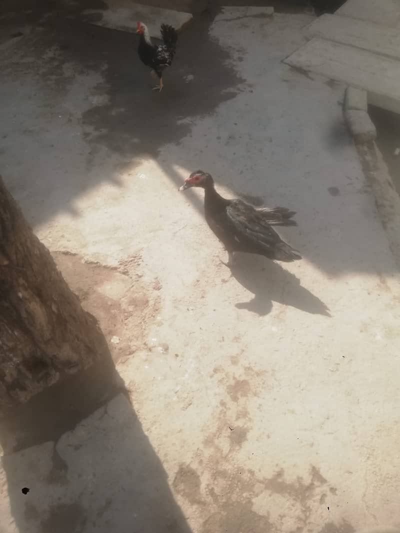 Pair of 6 Muscovy duck For sale 1