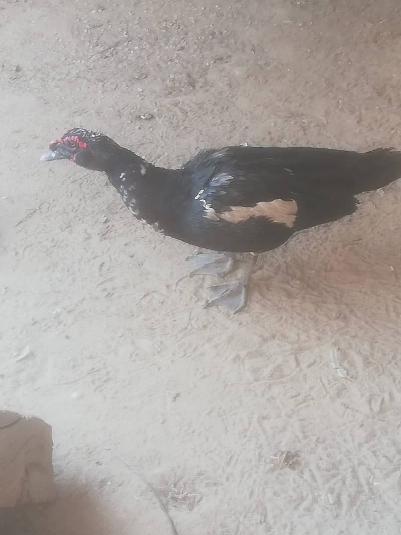 Pair of 6 Muscovy duck For sale 2