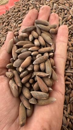 Pine nuts , Chilgoza, Dry fruits, Organic pine nuts, Raw pine nuts