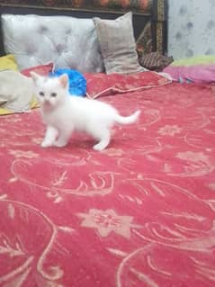 three parsian cat baby,s 40 day age