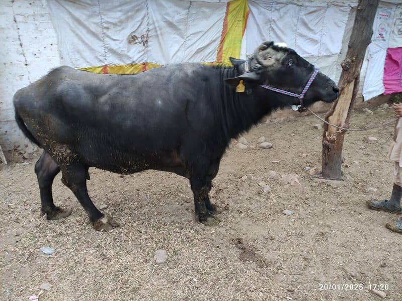 Khangar Buffalo for Sale 0