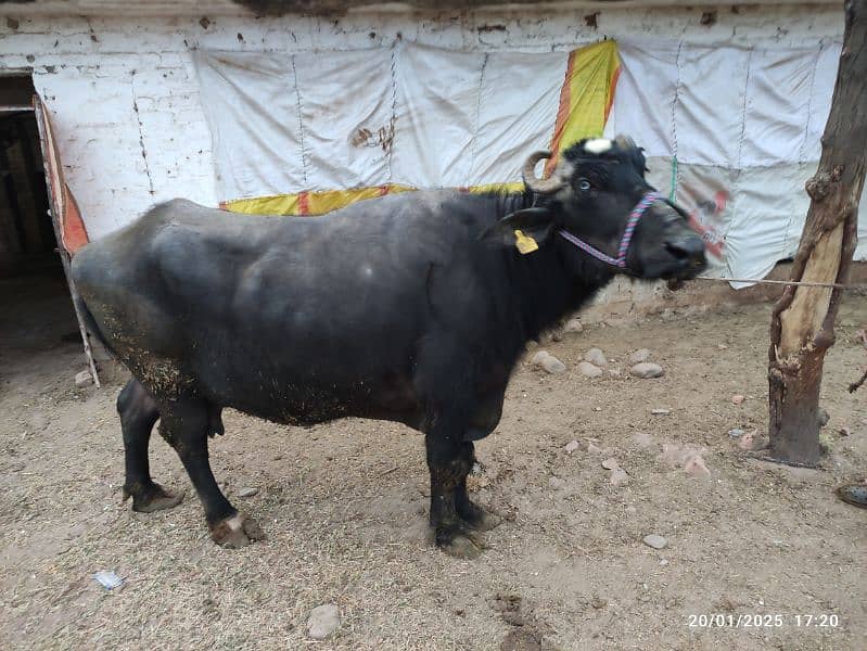 Khangar Buffalo for Sale 1