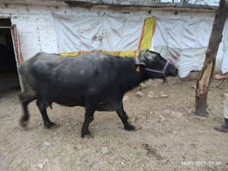 Khangar Buffalo for Sale 2