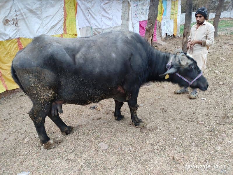 Khangar Buffalo for Sale 3