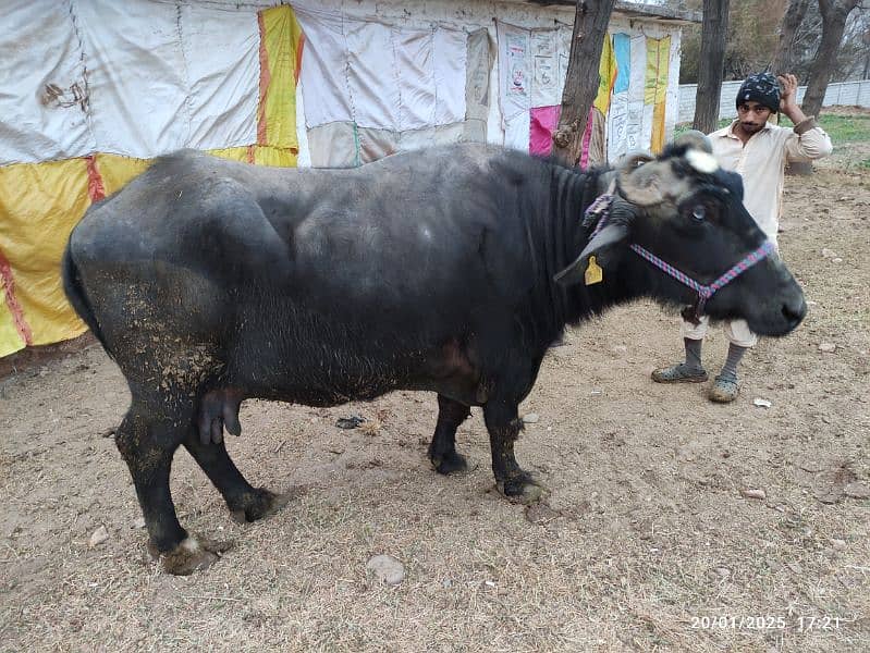 Khangar Buffalo for Sale 4