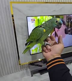 Talking Amazon/ Talking and Hand Tamed Amazon/ imported parrots